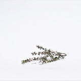 Manuka (Leptospermum scoparium) flower.