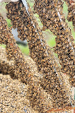 The Authentic Honey Co-Beekeeping Services-Virgin Queen Cells