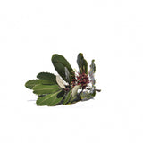 NZ Native Bush Honey. RewaRewa (Knightia Excelsa) flower.