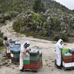 Bulk NZ Manuka Honey