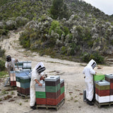 Bulk NZ Manuka Honey