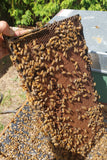 The Authentic Honey Co-Beekeeping Services-Virgin Queen Cells