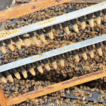 The Authentic Honey Co-Beekeeping Services-Virgin Queen Cells